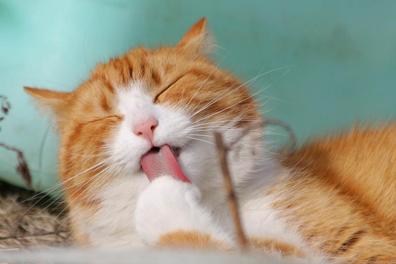 orange cat licking paw