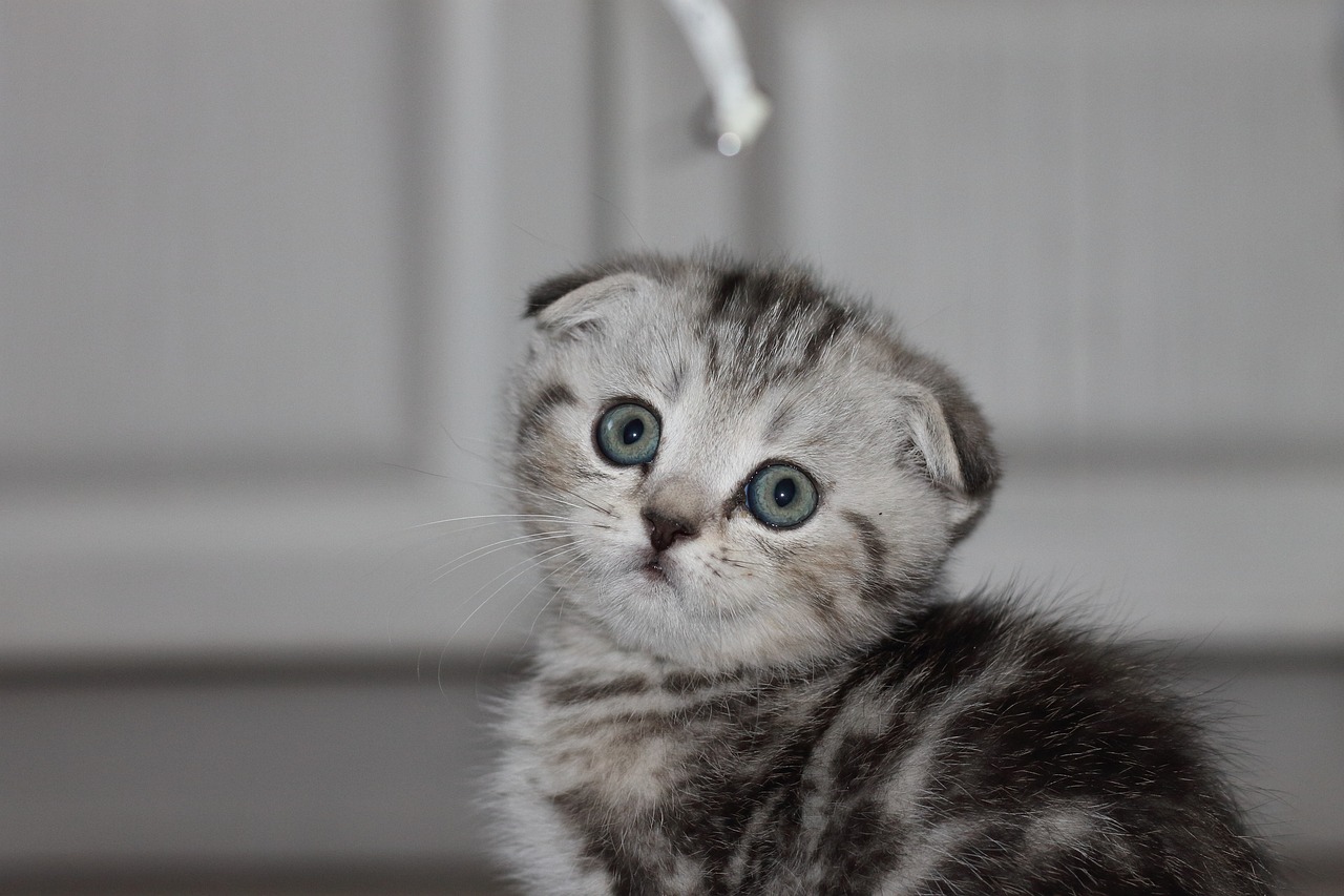 grey white kitten