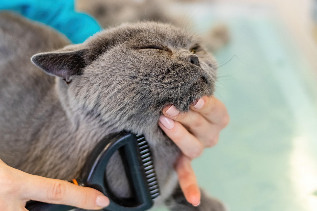 Cat beeing groomed with brush