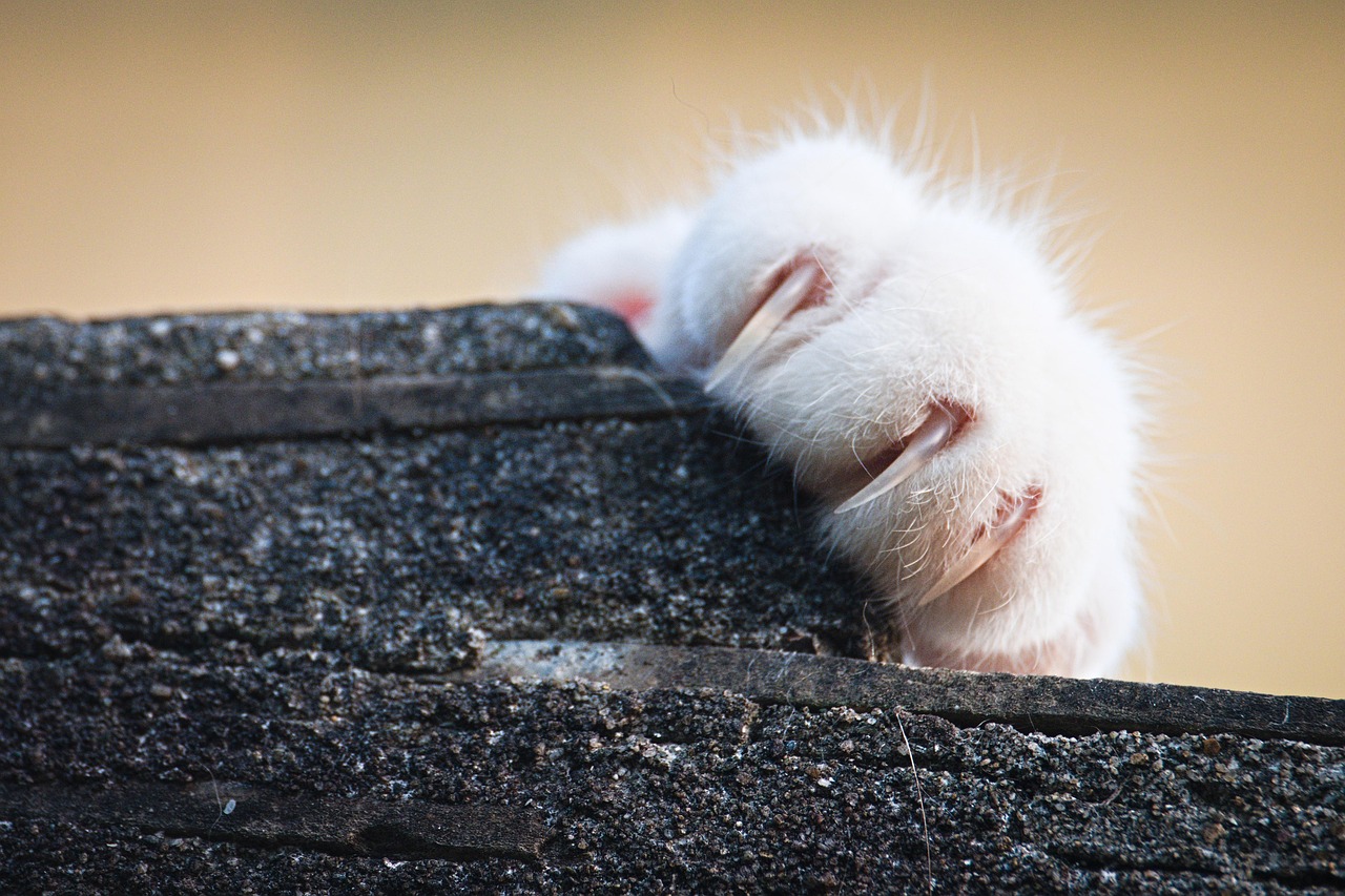 Cat claw closeup