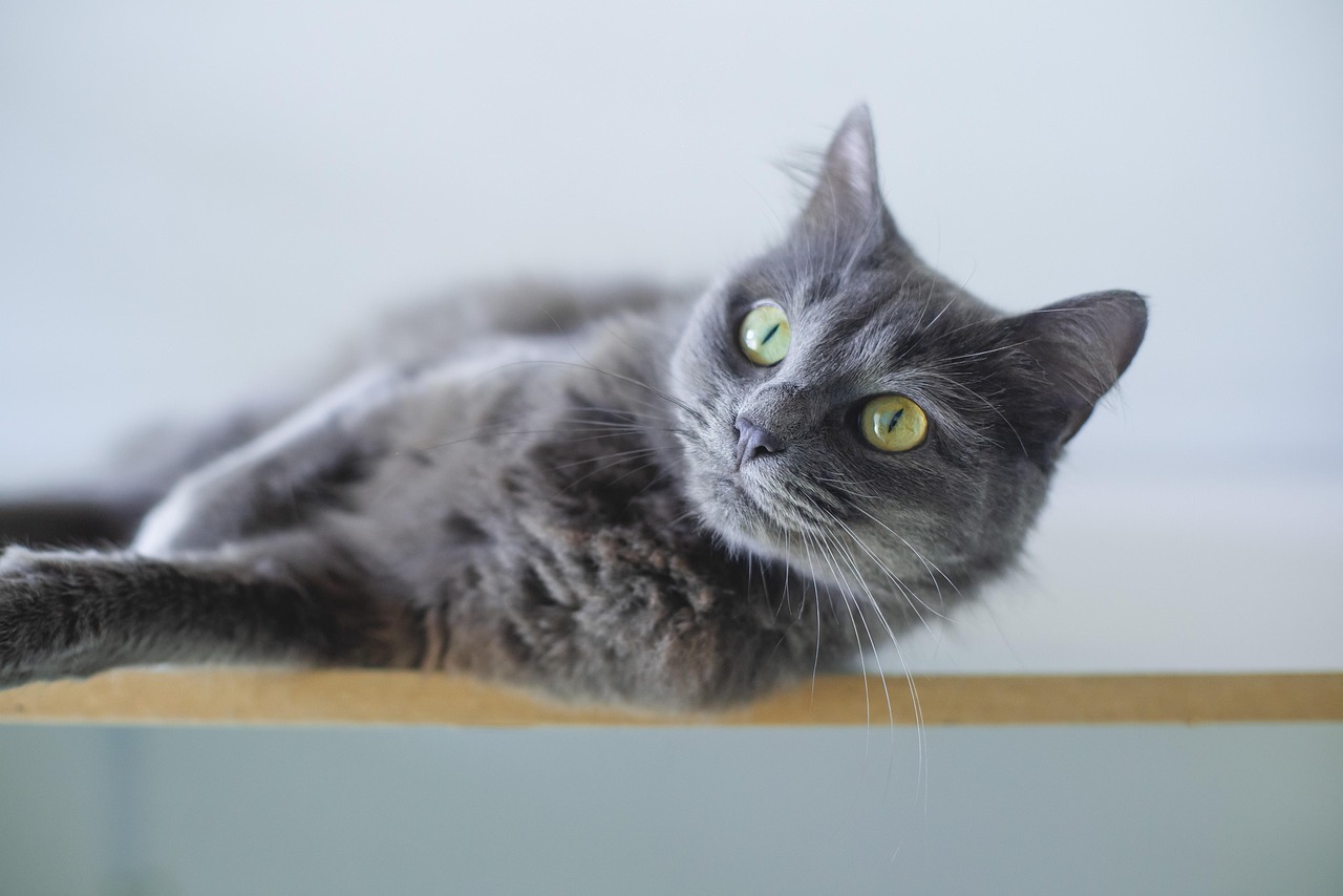 old grey cat