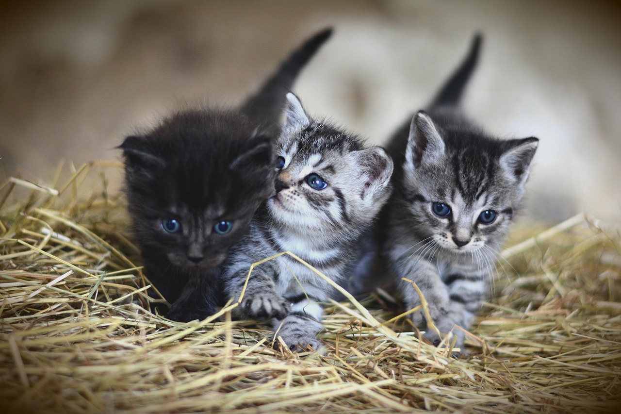 2 grey kittens and 1 black kitten