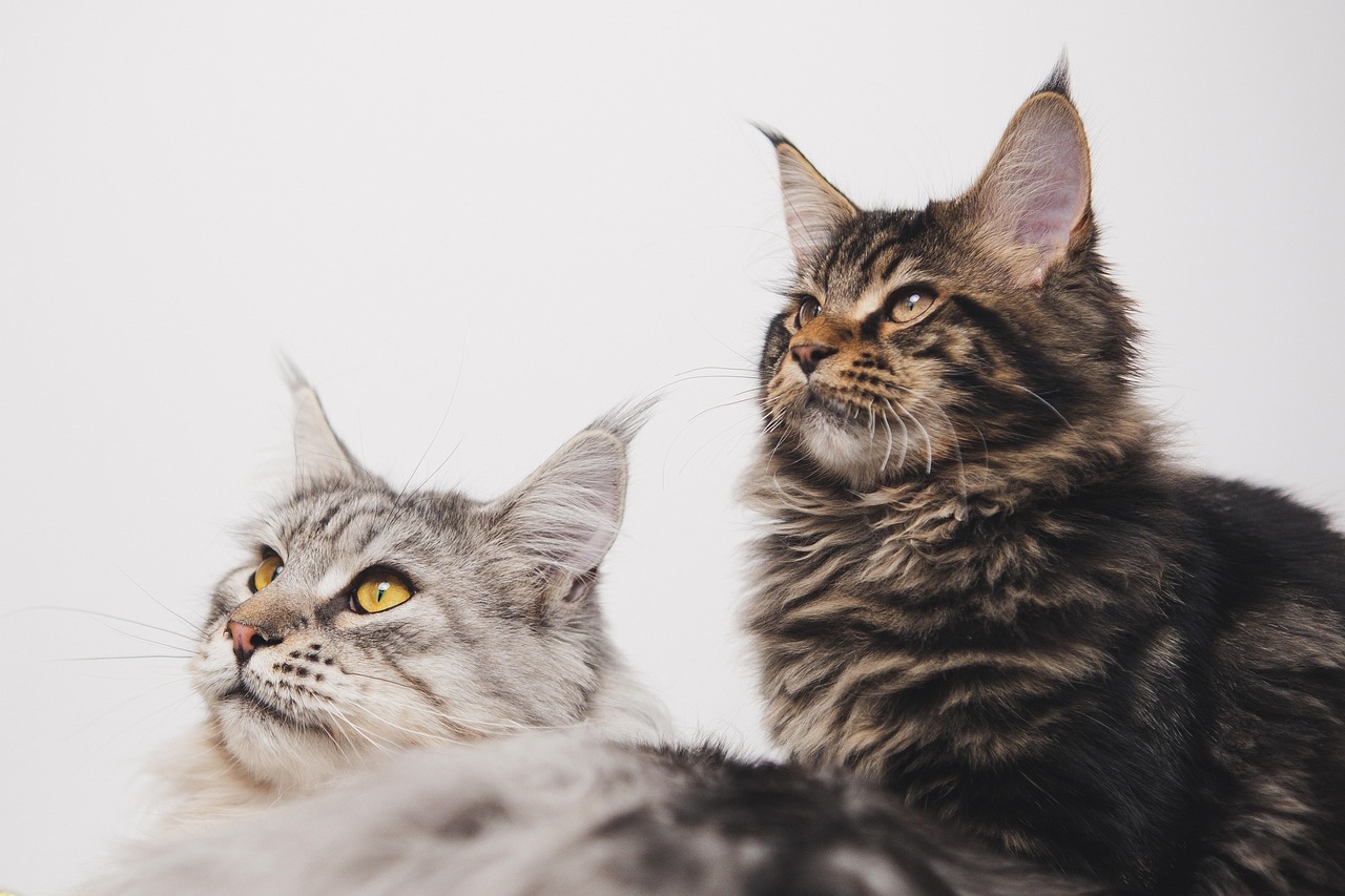 two cats