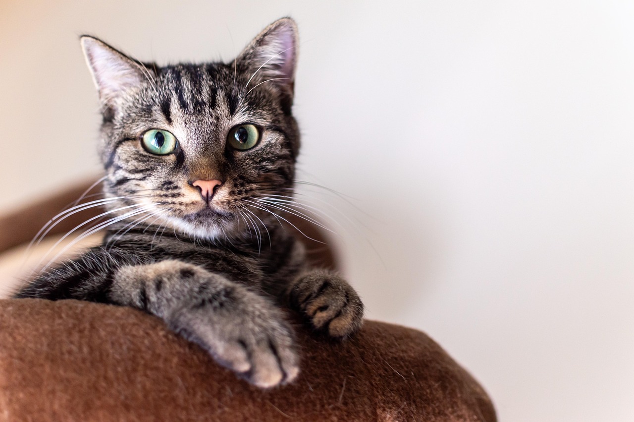 Tabby Cat laying on couch