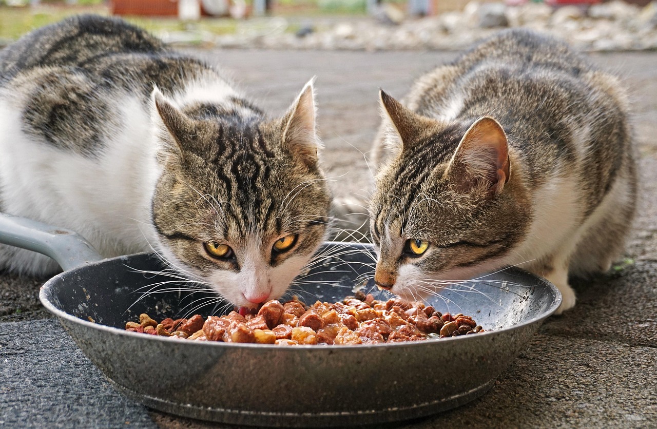 two cats eating cat food