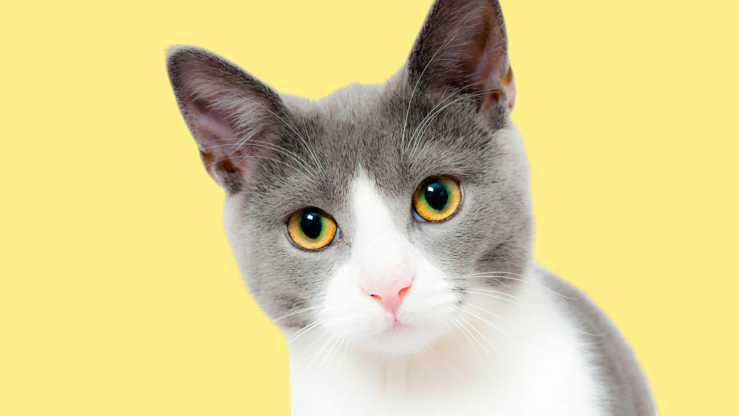 Cat with a gray and white coat on a yellow background